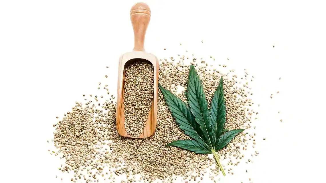The rise and rise of the Indian hemp industry